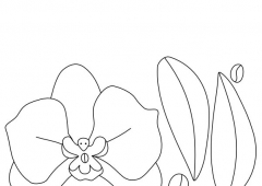 Pretty Big - Moth Orchid